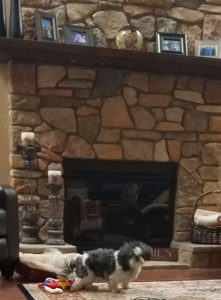 Cookie (15)