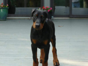 Morgan (6)